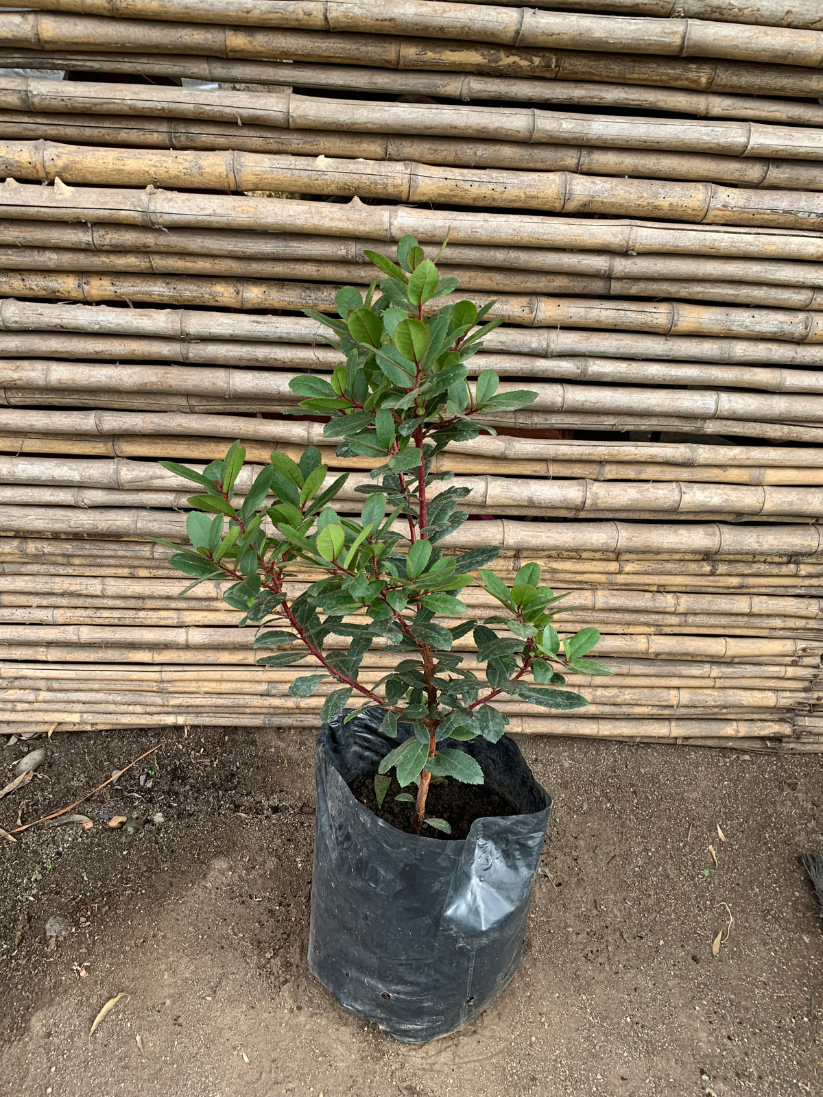 Madroño -  Arbutus unedo (2)