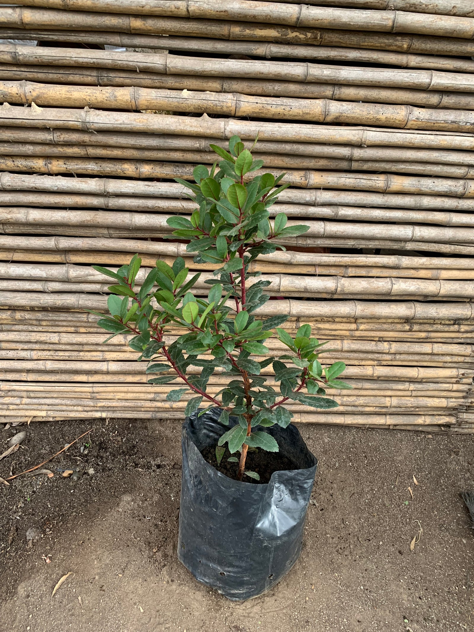 Madroño -  Arbutus unedo (2)