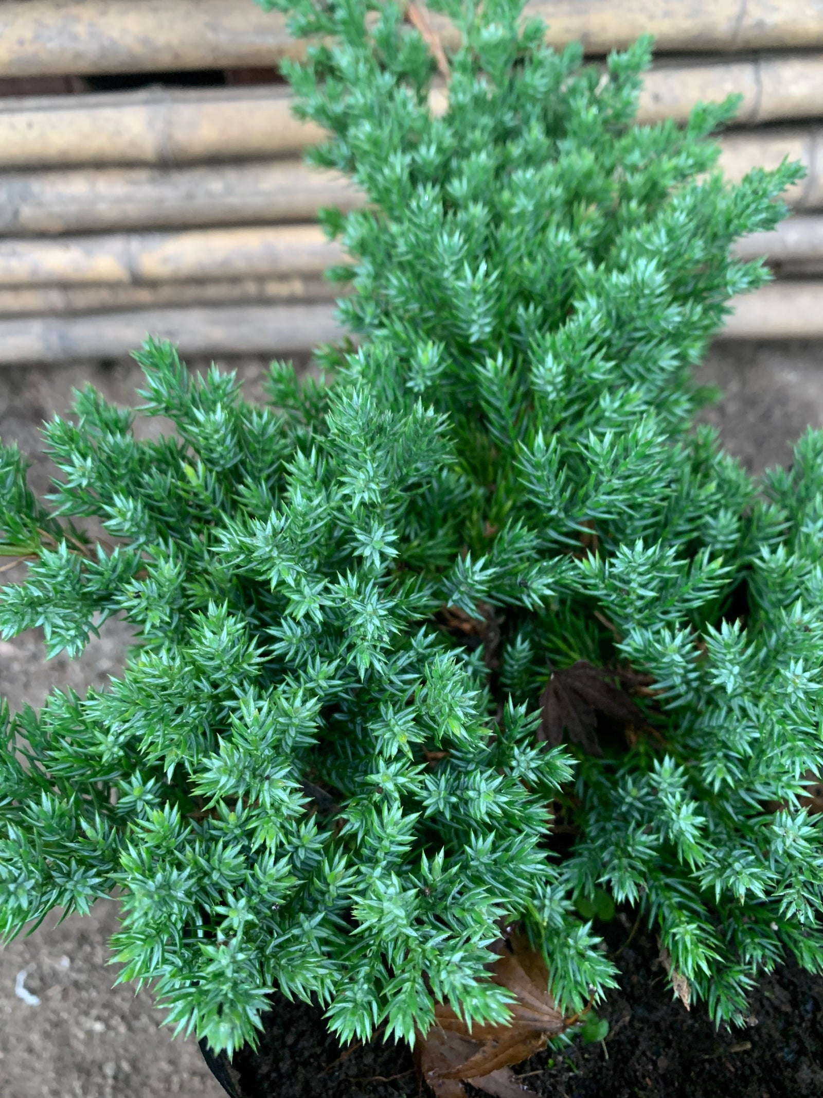 Junípero procumbens enano - Juniperus procumbens nana