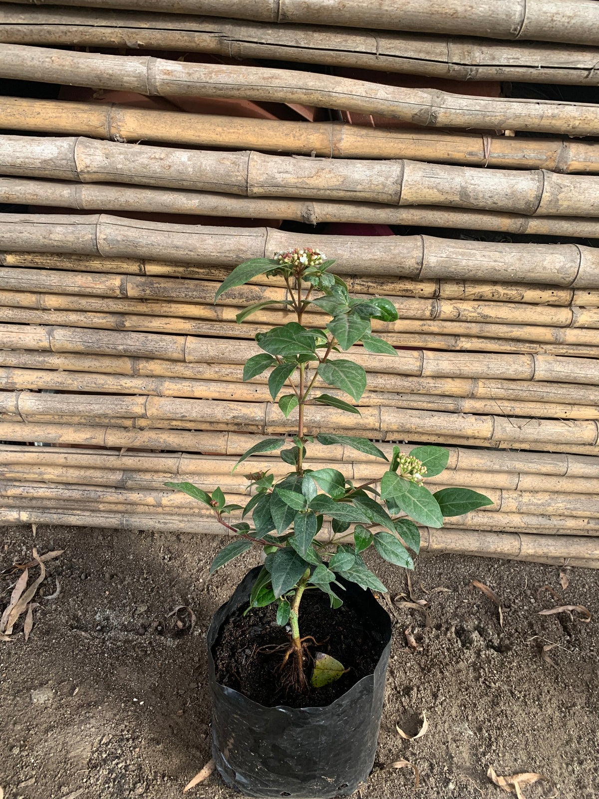 Laurentina - Viburnum tinus (0.4-0.6m)