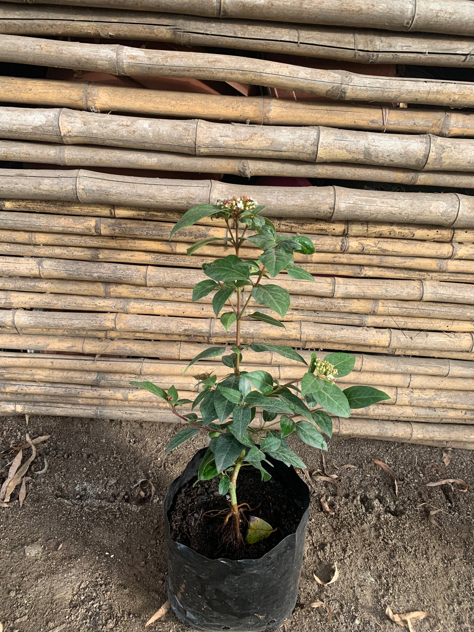 Laurentina - Viburnum tinus (0.4 - 0.6 m)