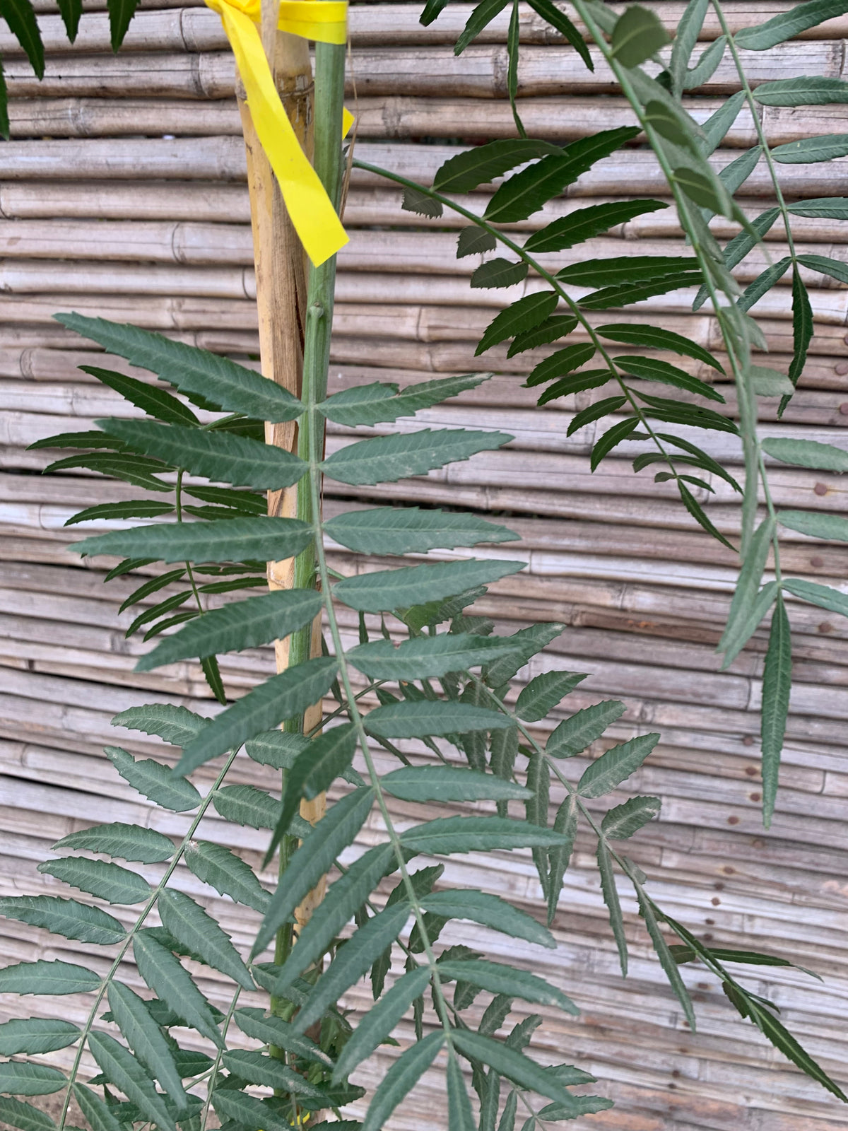Pimiento - Schinus molle var. areira (2.0m)