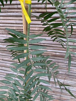 Pimiento - Schinus molle var. areira (2.0m)
