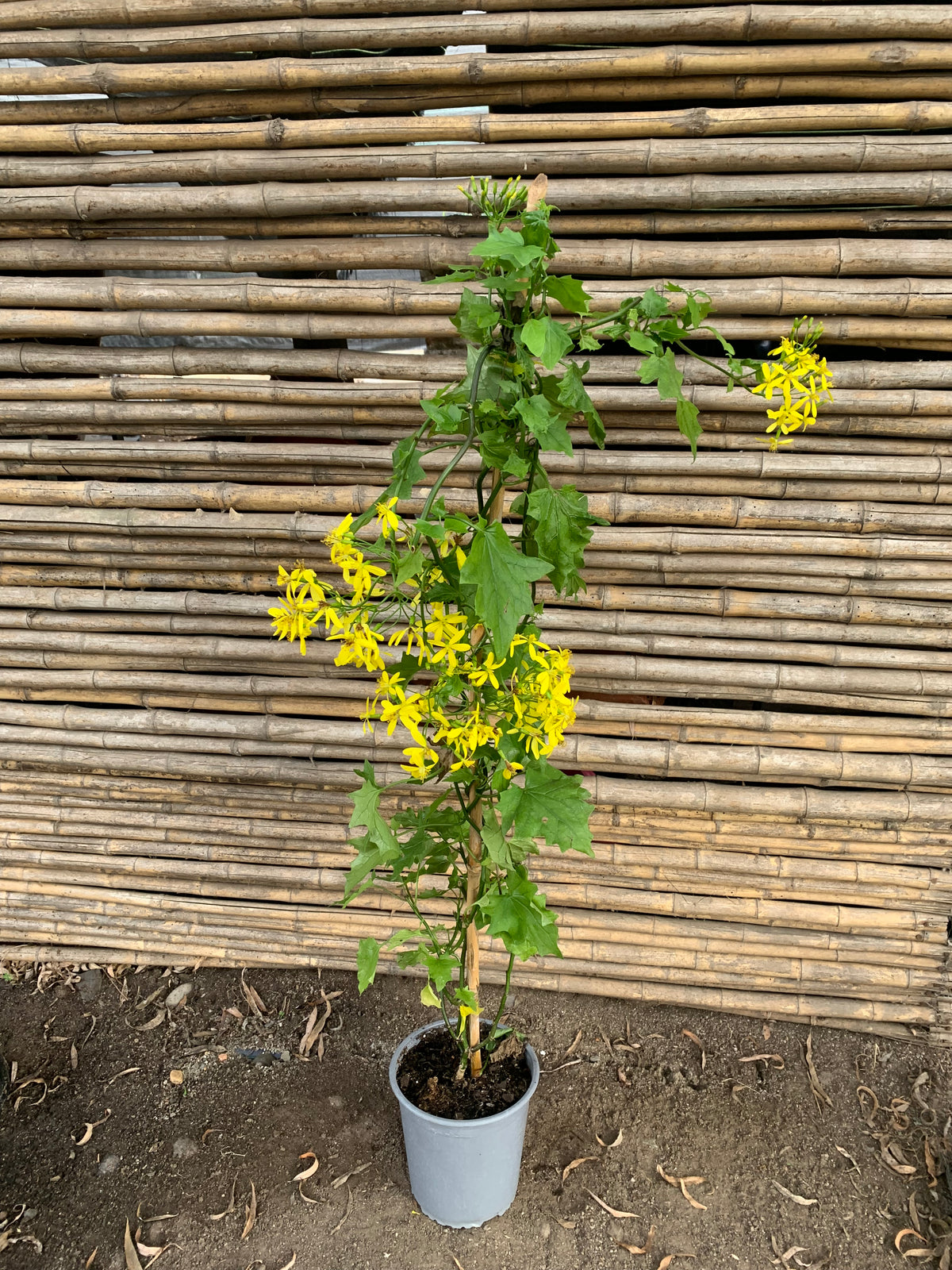 Senecio mikanoides o Senecio oloroso