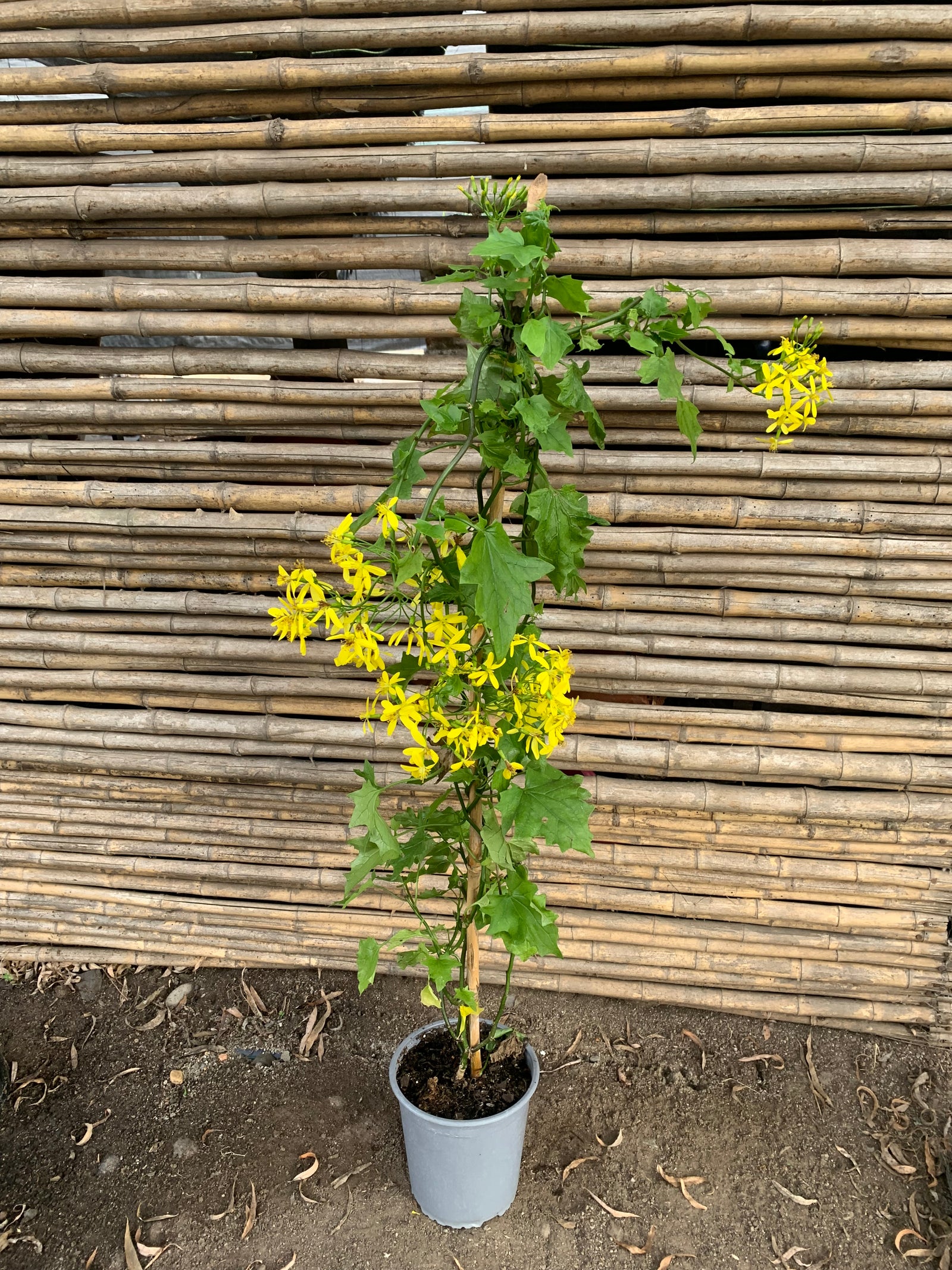 Senecio mikanoides o Senecio oloroso