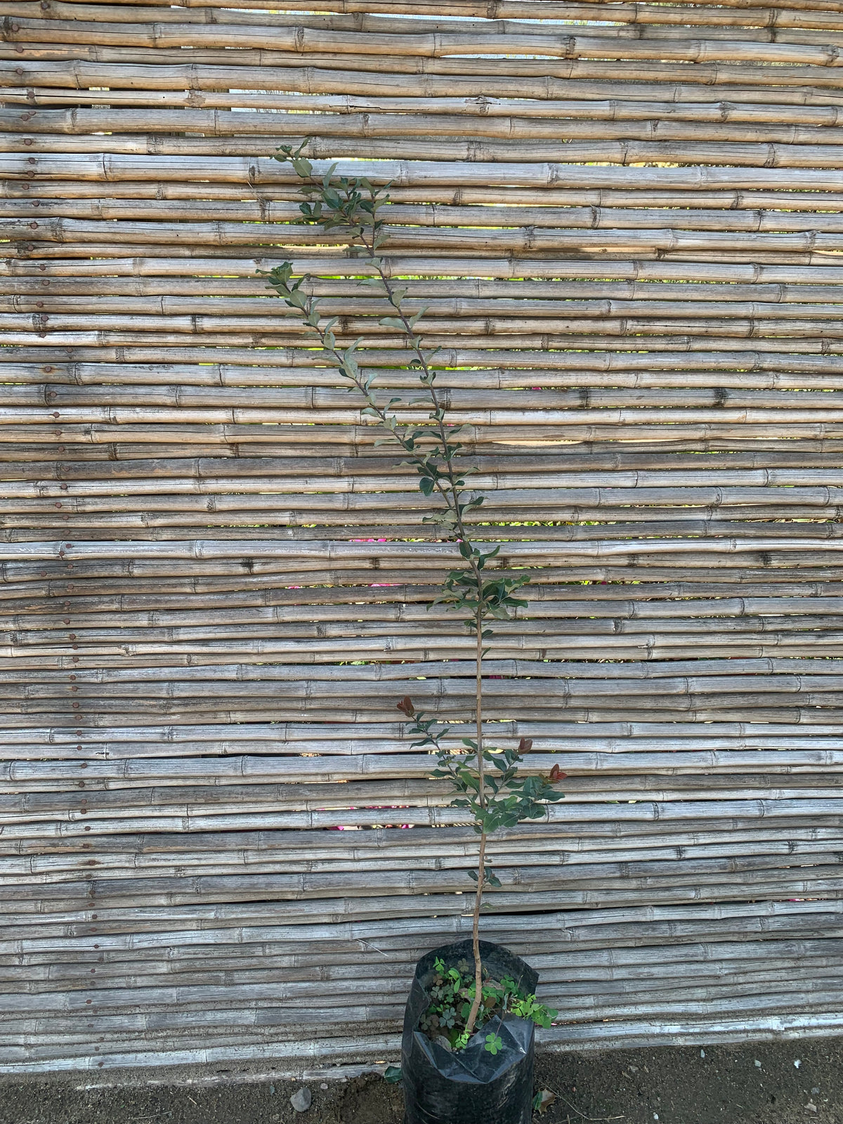 Peumo - Cryptocarya alba (1.0-1.5 m)