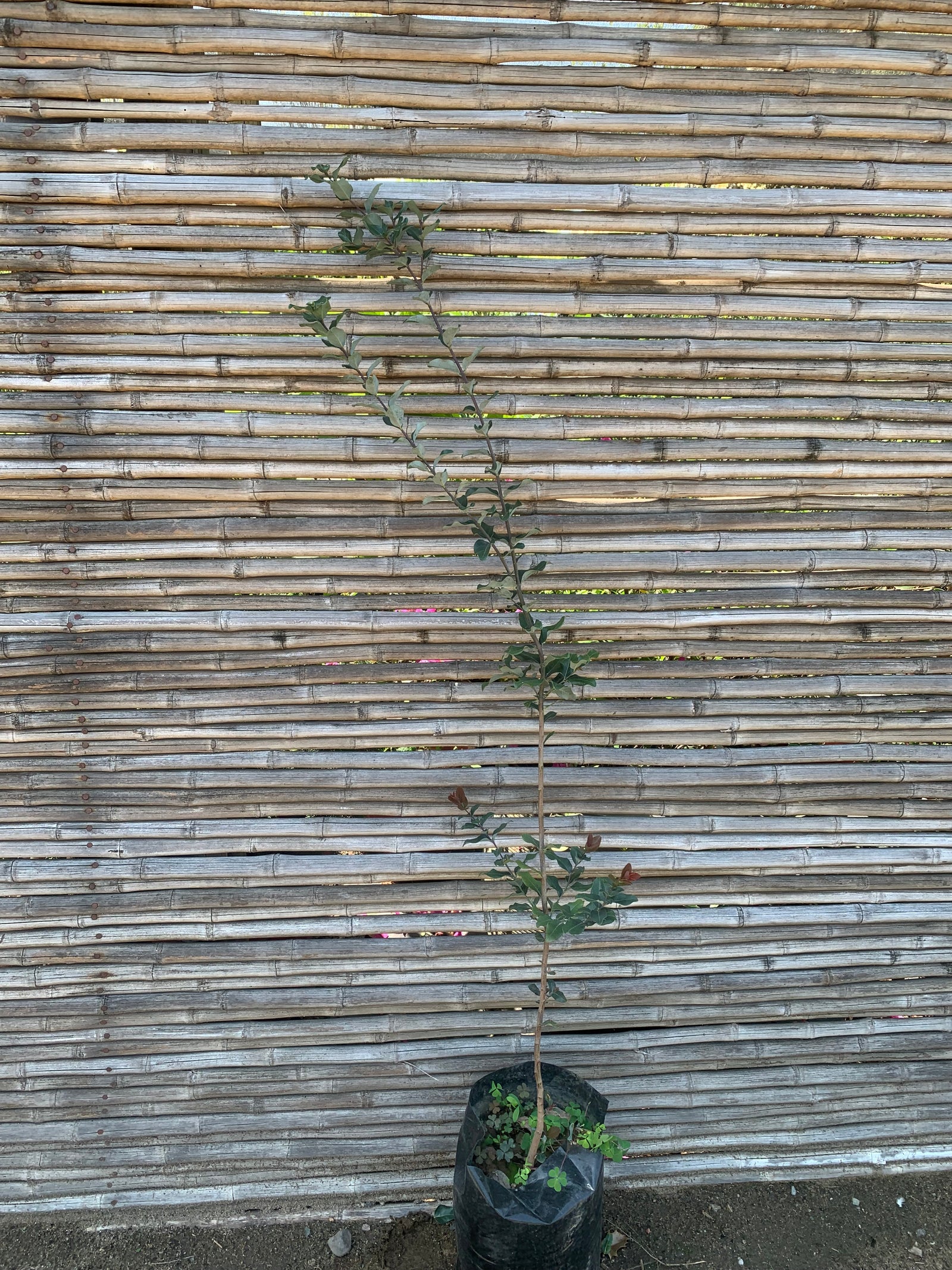 Peumo - Cryptocarya alba (1.0-1.5 m)
