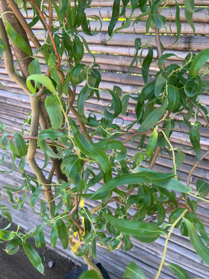 Sauce dorado - Salix alba vitellina