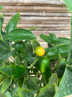 Kumquat (3)- Citrus japónica