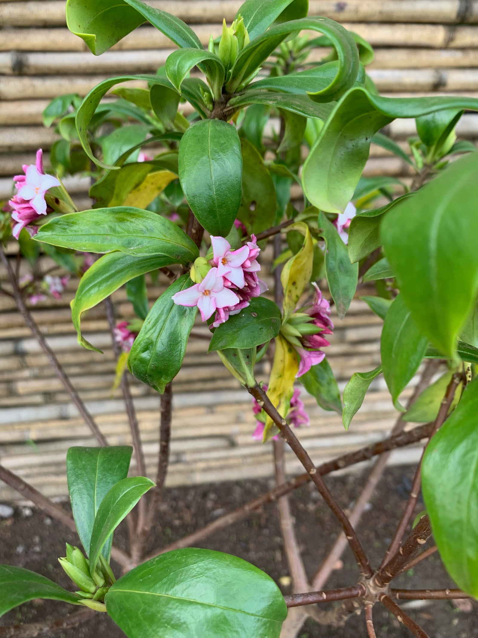 Daphne - Daphne odora