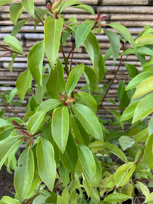 Alcanfor - Cinnamomum camphora (0.7 m)