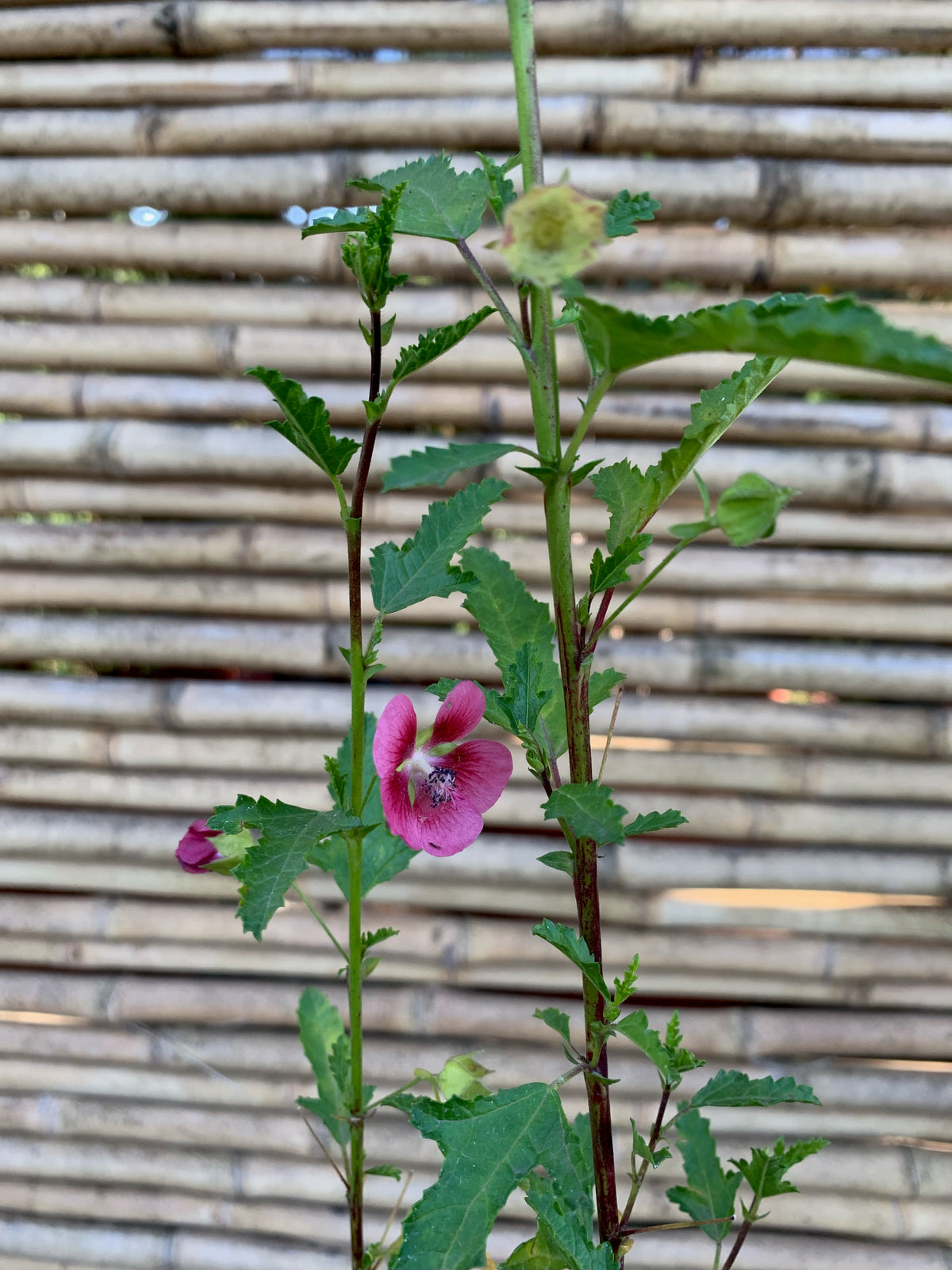 Malva - Malva Sylvestris