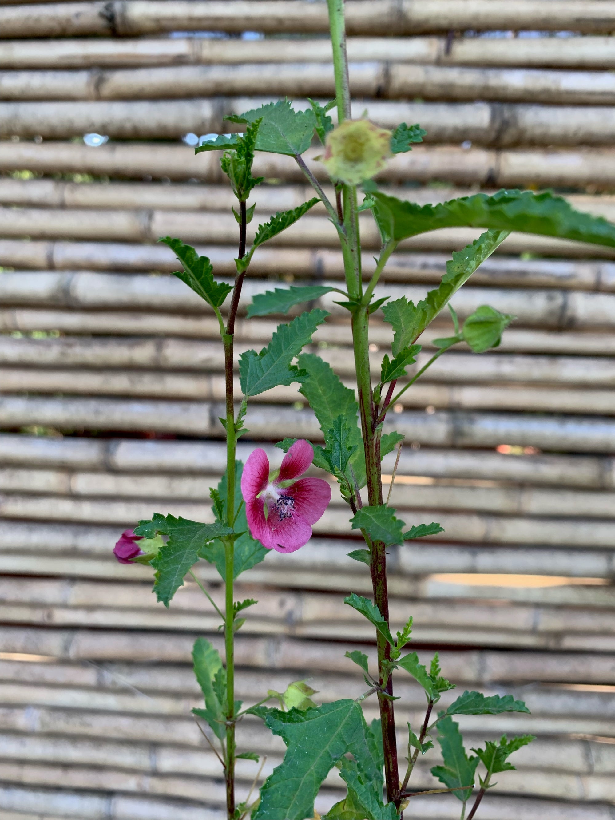 Malva - Malva Sylvestris