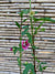 Malva - Malva Sylvestris