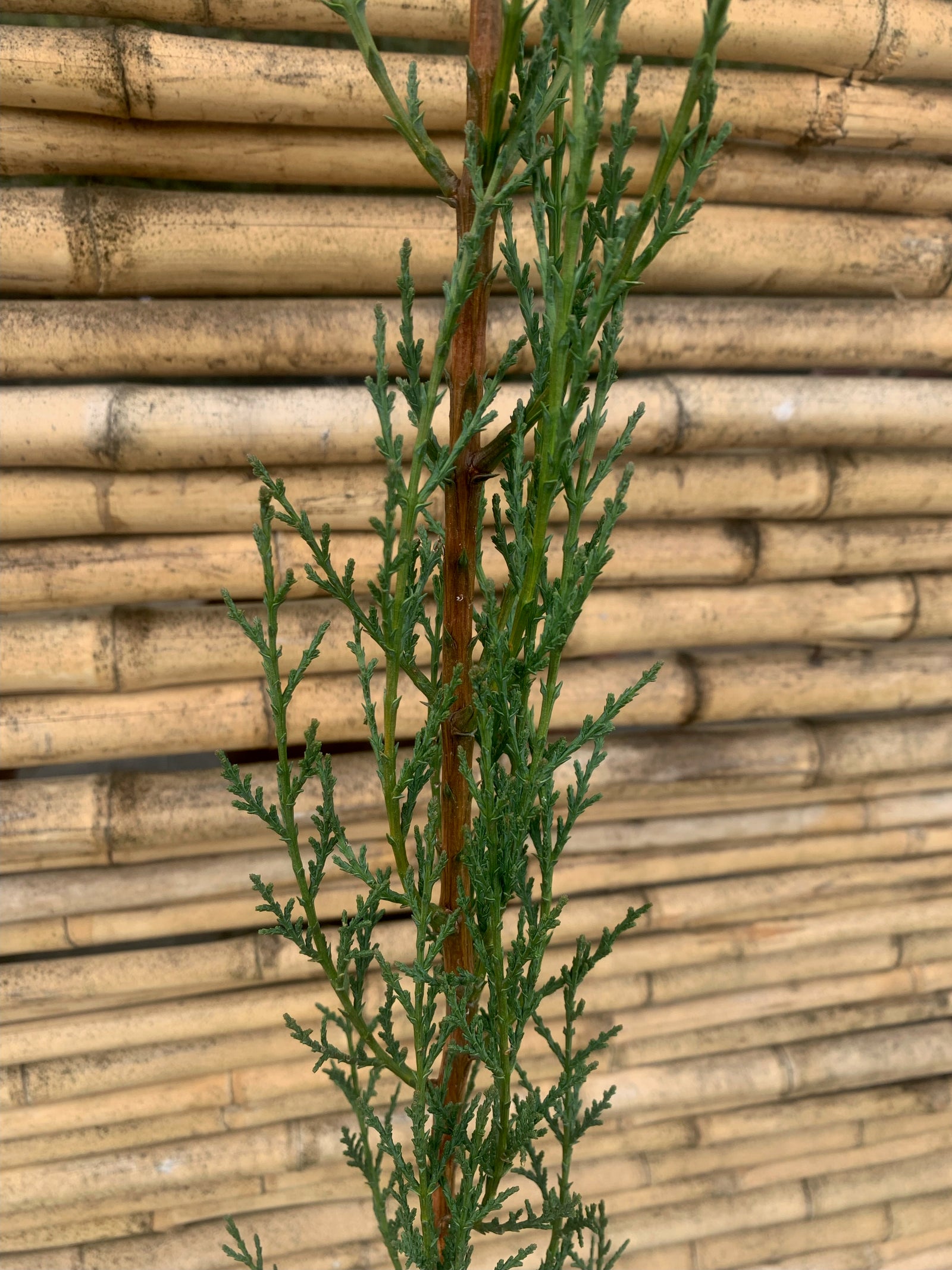 Ciprés Italiano ( ciprés piramidal o columnar ) - Cupressus sempervirens (1.9--2.2 m.)