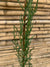 Ciprés Italiano ( ciprés piramidal o columnar ) - Cupressus sempervirens (1.2 m.)
