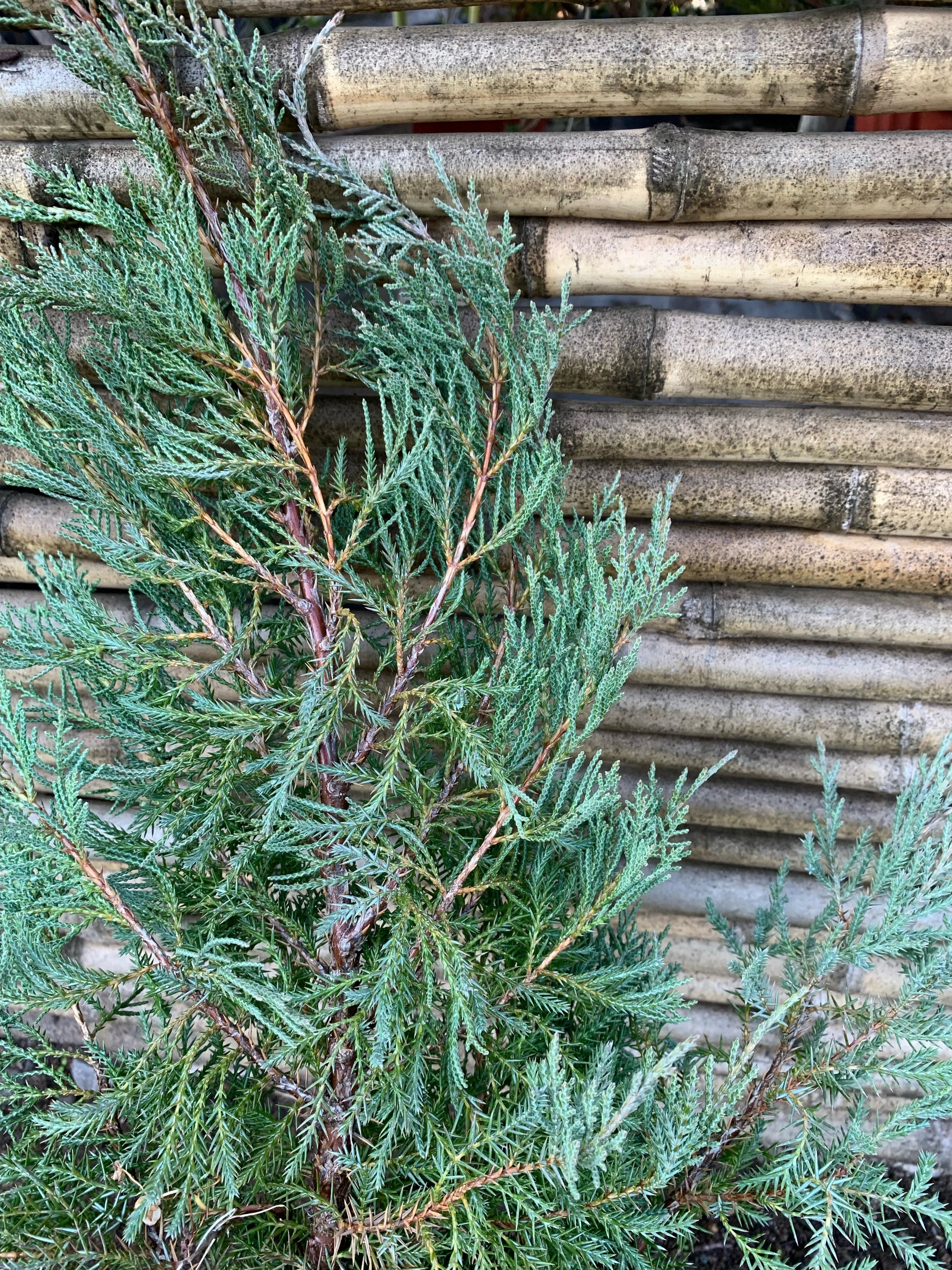 Junípero punta amarilla - Juniperus communis "Depressa Aurea"