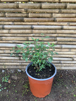 Salvia Coccinea bicolor