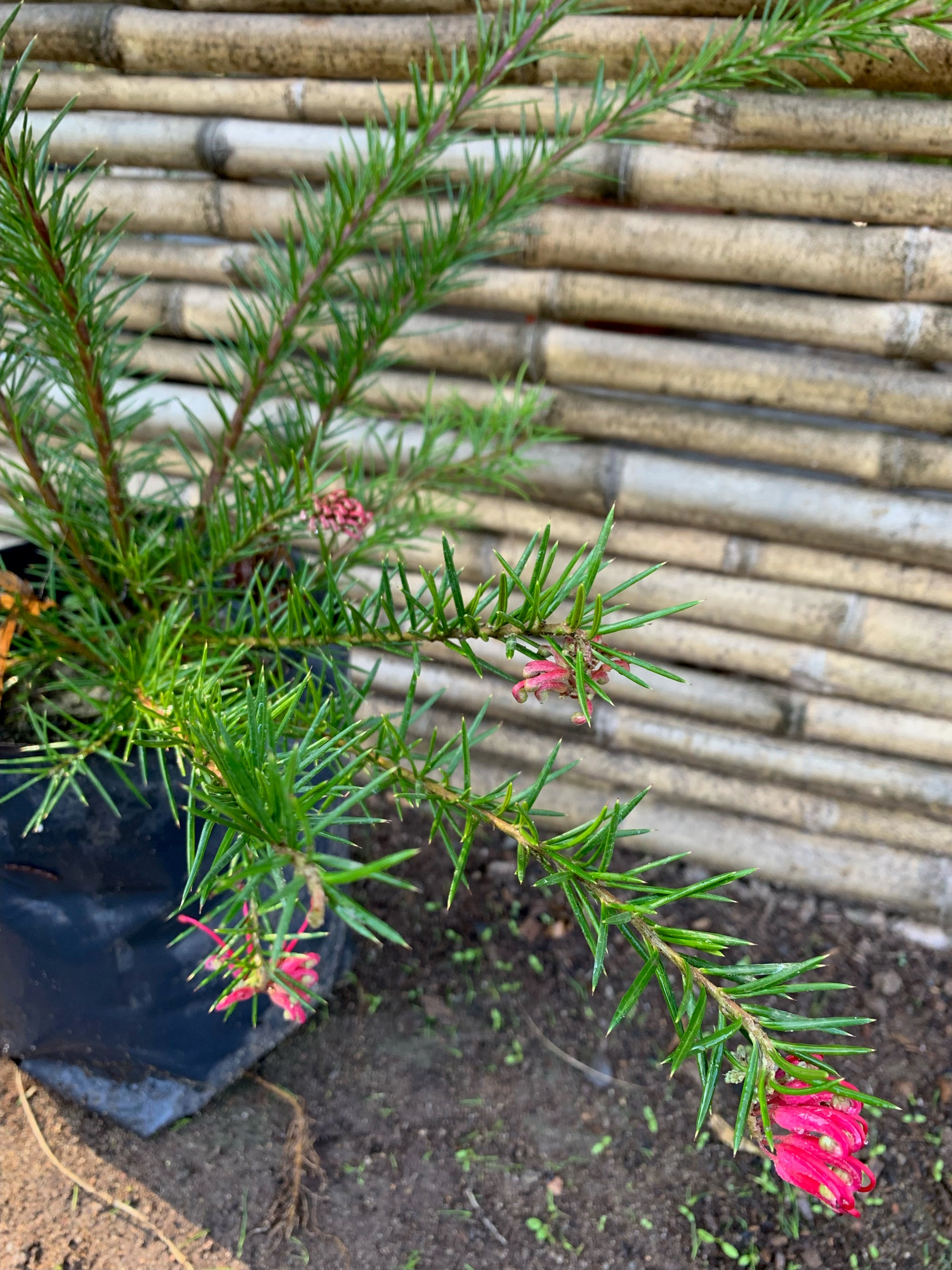 Grevillea Juniperiana