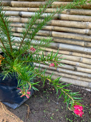 Grevillea Juniperiana