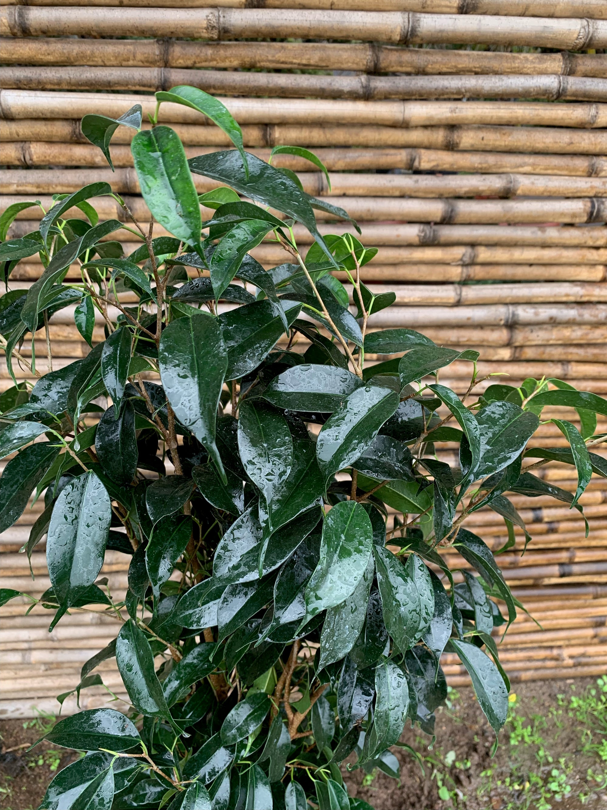Ficus Danielle (0.8 m)
