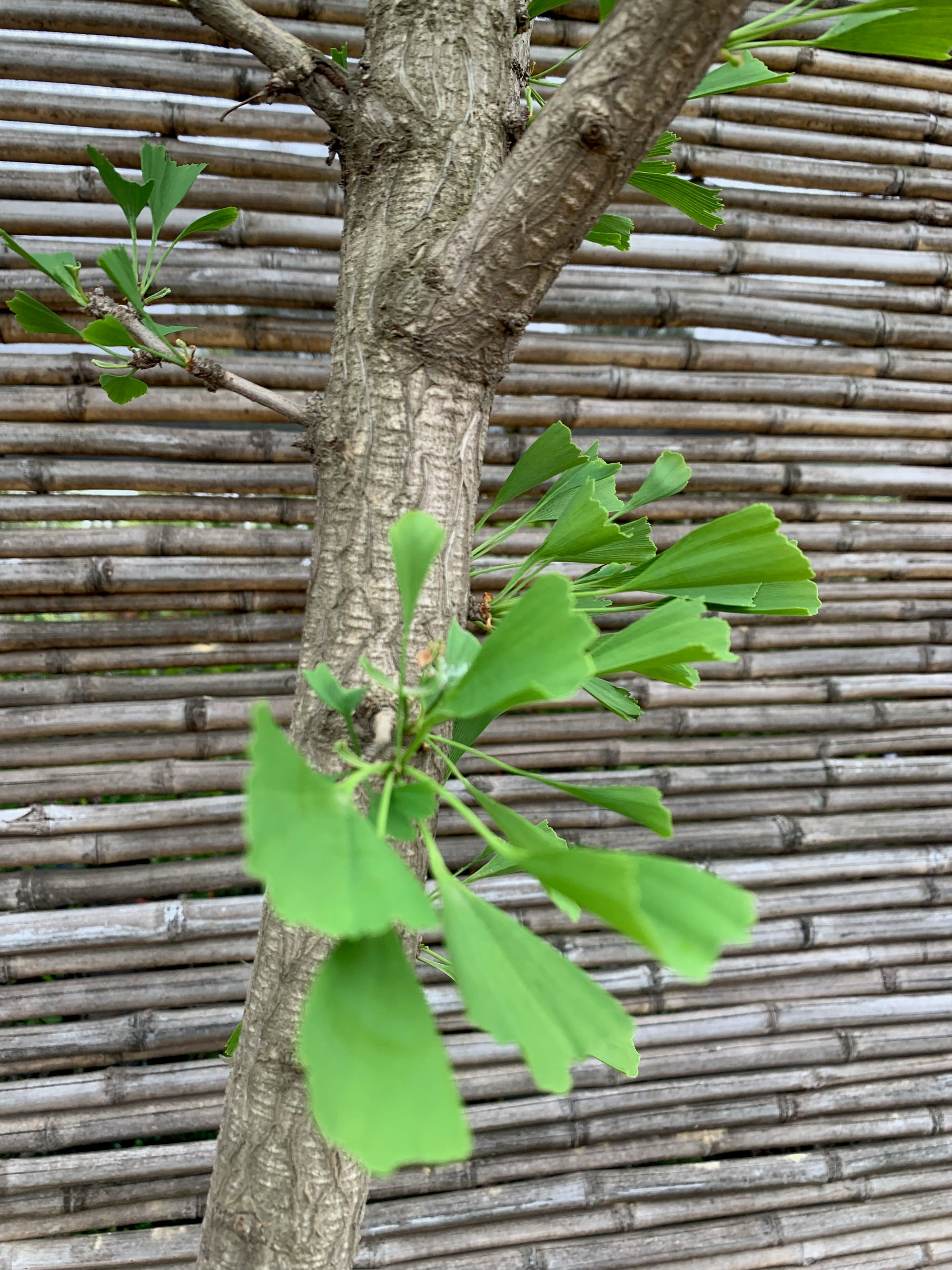 Ginkgo biloba (+ de 4.0m)