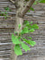 Ginkgo biloba (+ de 4.0m)