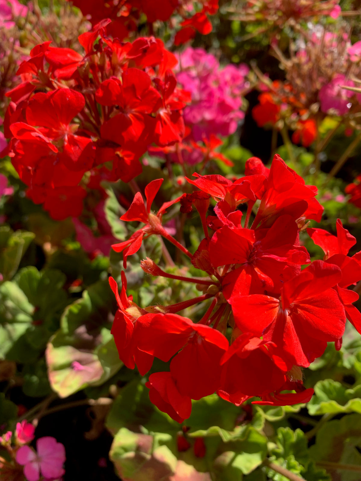 Cardenales - Geranium (COLORES)