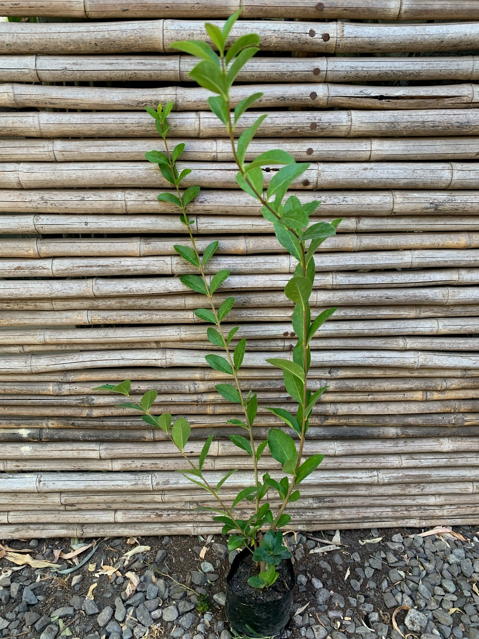 Ligustrina Verde - Ligustrum sinense
