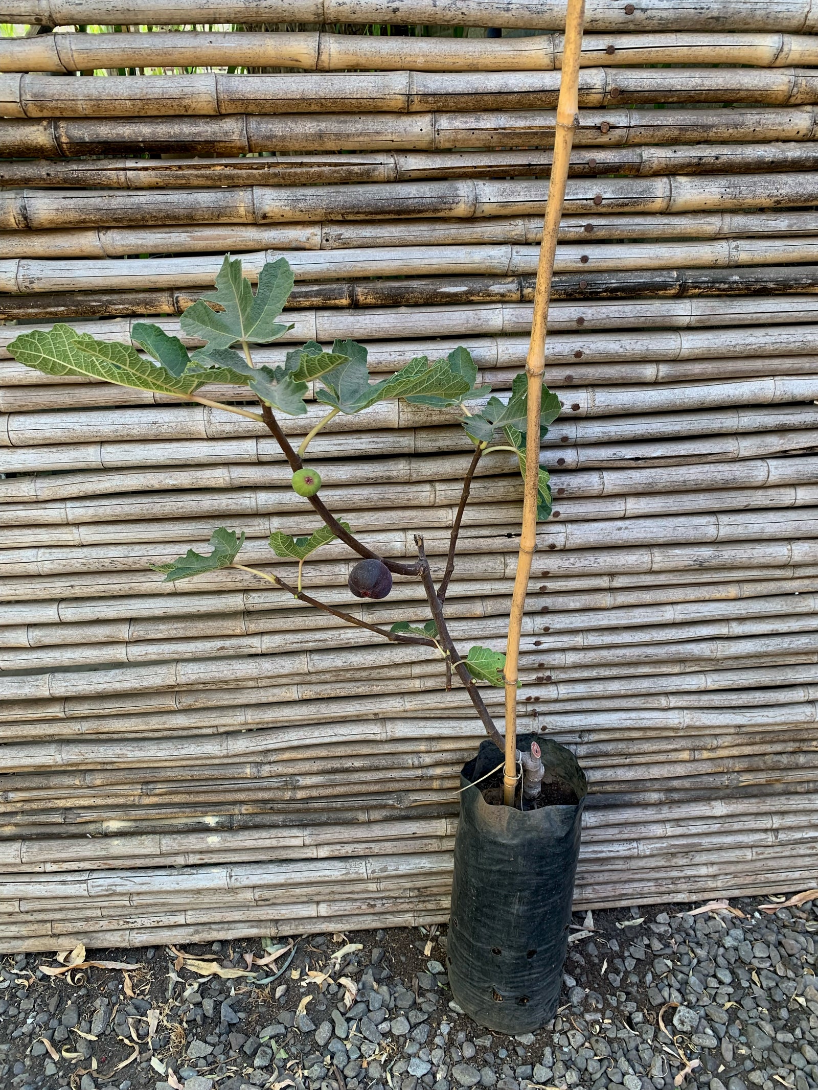 Higuera - Ficus carica