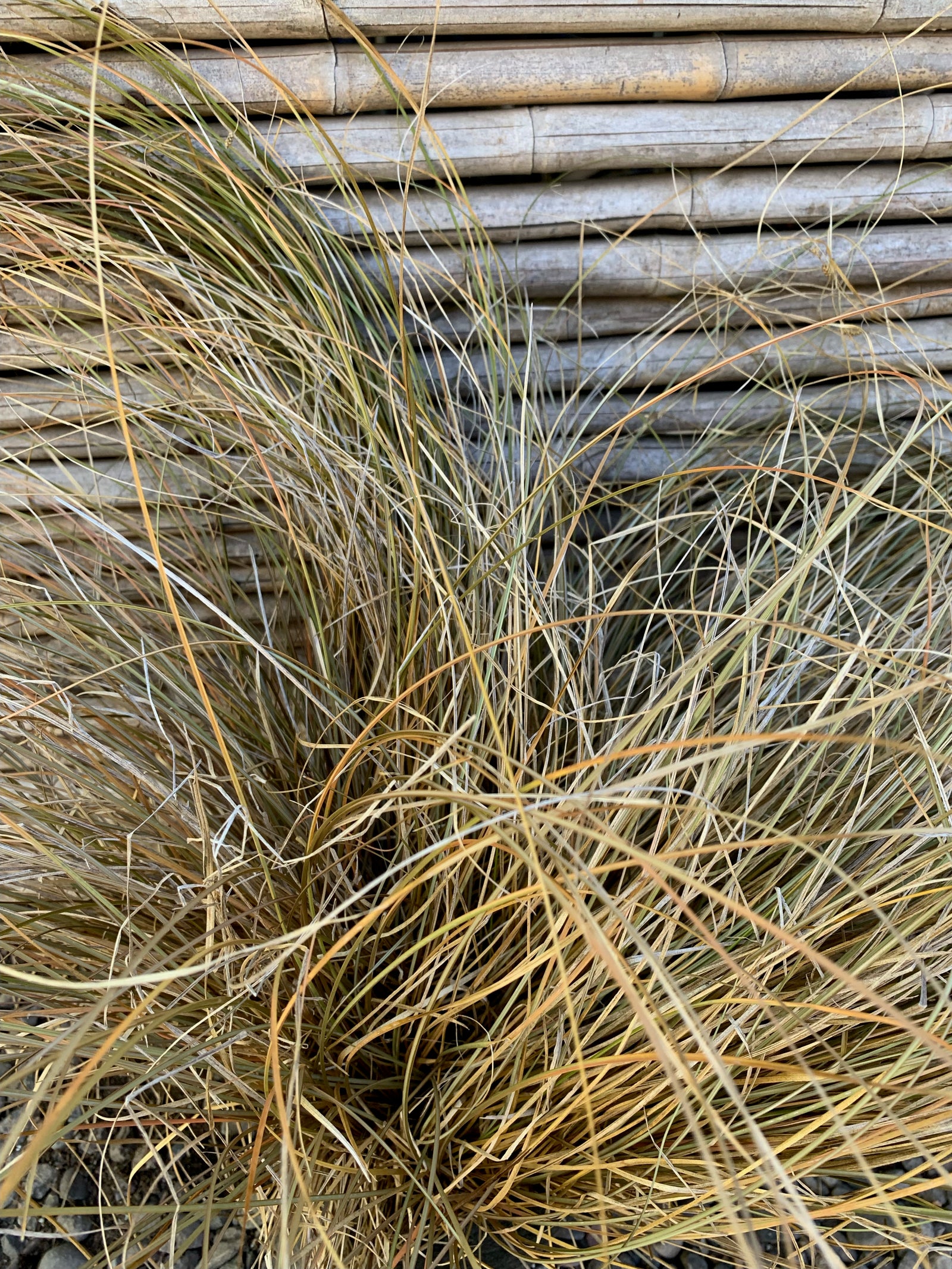 Carex Bronce - Carex Comans Bronze