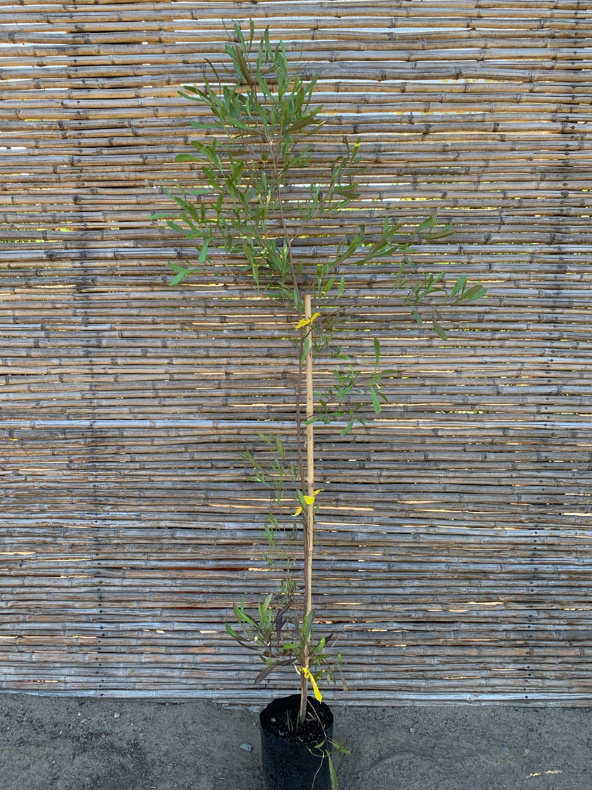 Stenocarpus Rojo - Stenocarpus Atropurpurea (1.2-1.5m)