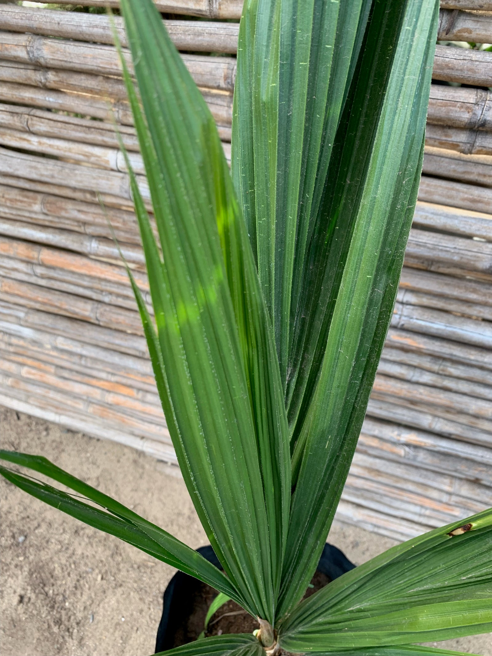 Palmera Cocos Plumosa - Syagrus romanzoffiana  (0.6-0.7m)