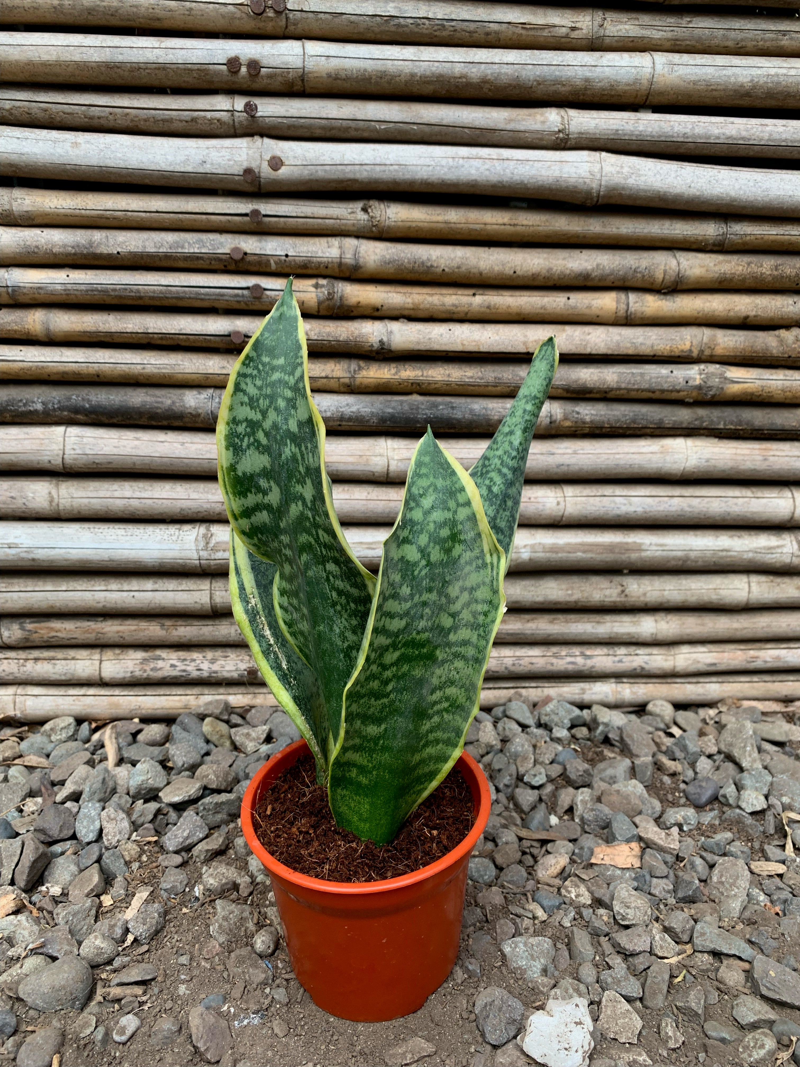 sansevieria enana flor Sansevieria Enana