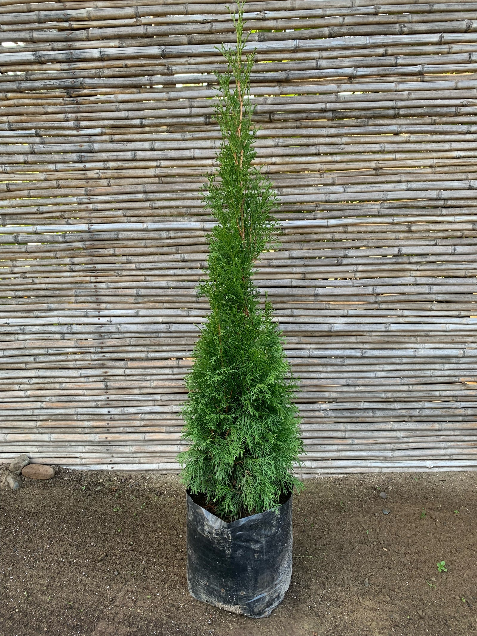 Thuja Occidentalis Smaragd (0.8-1.0m)