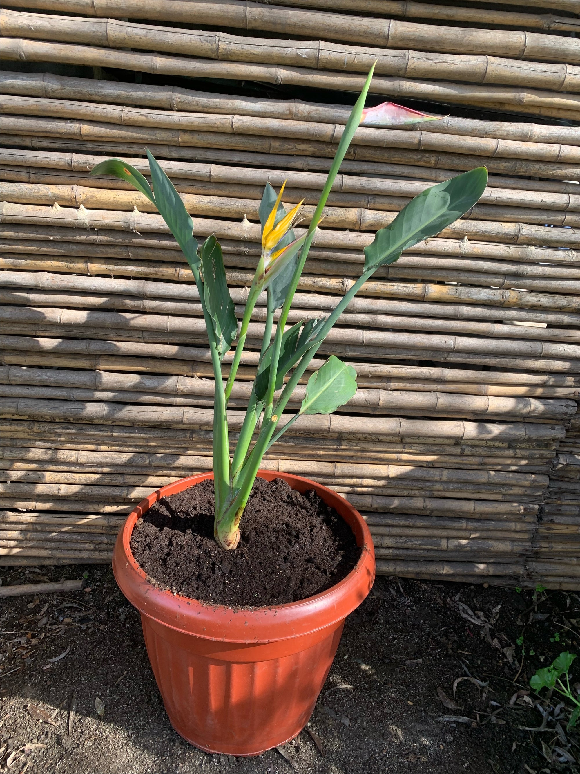 Ave del Paraíso - Strelitzia nicolai  (flor amarilla)