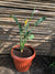 Ave del Paraíso - Strelitzia nicolai  (flor amarilla)