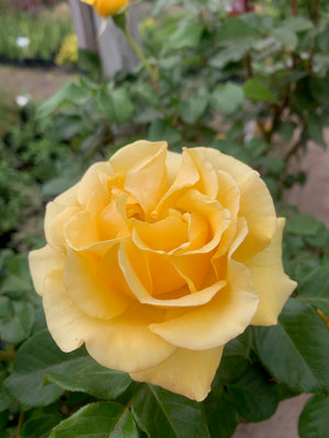Rosa de Pie Alto -  DIFERENTES COLORES