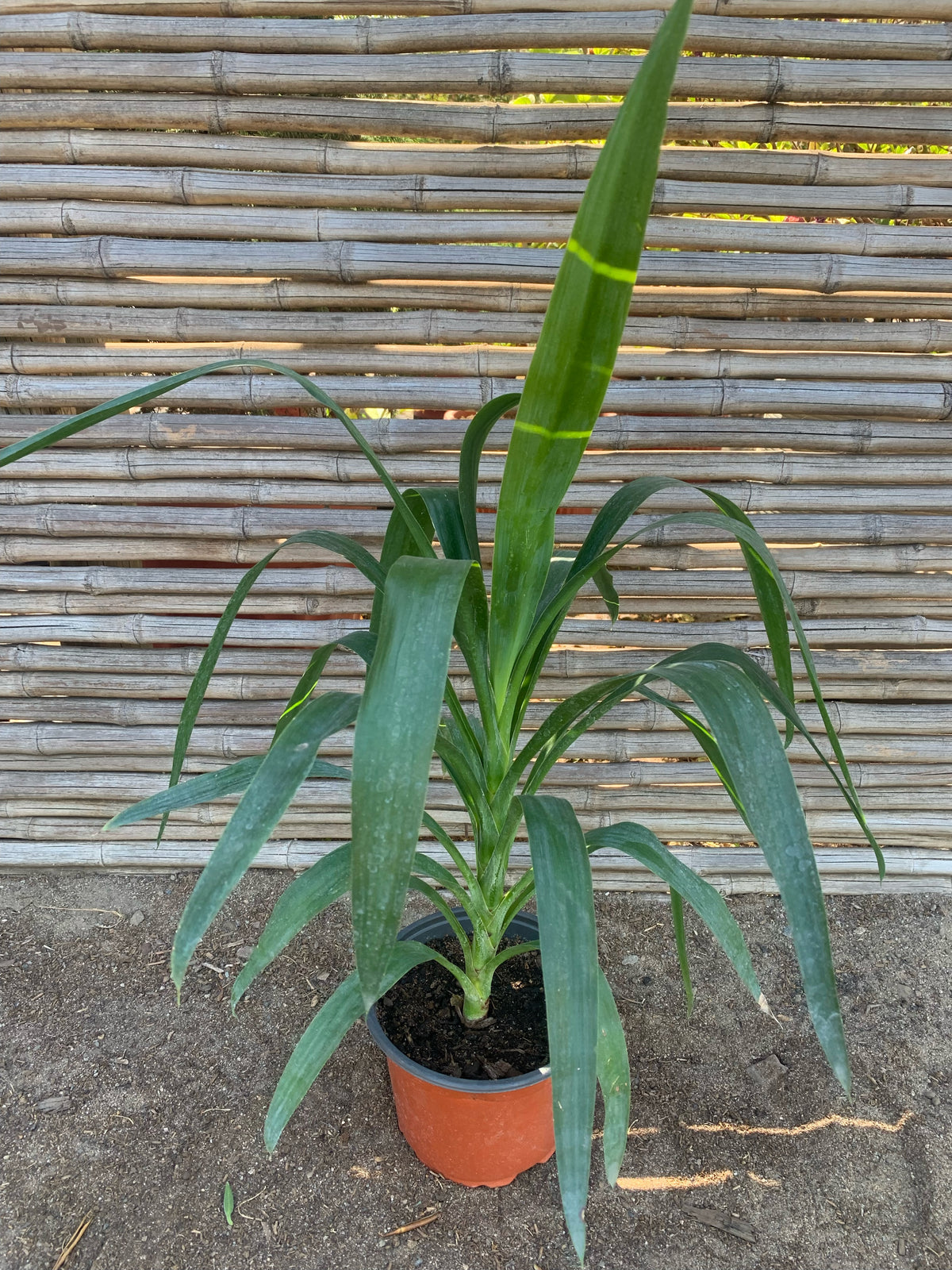 Yucca (0.4-0.5m)
