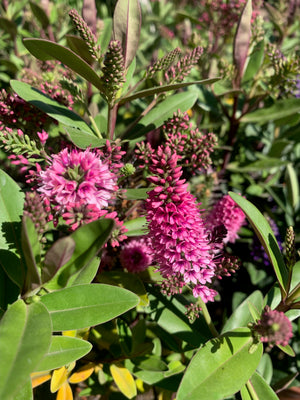 Verónica  - Hebe speciosa