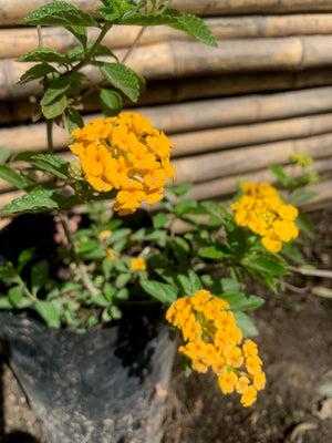 Lantana Rastrera (Amarilla)