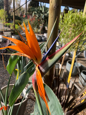 Ave del Paraíso - Strelitzia nicolai