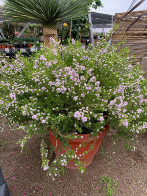 Diosma Arbustivo (Amarillo) (30-40cm)