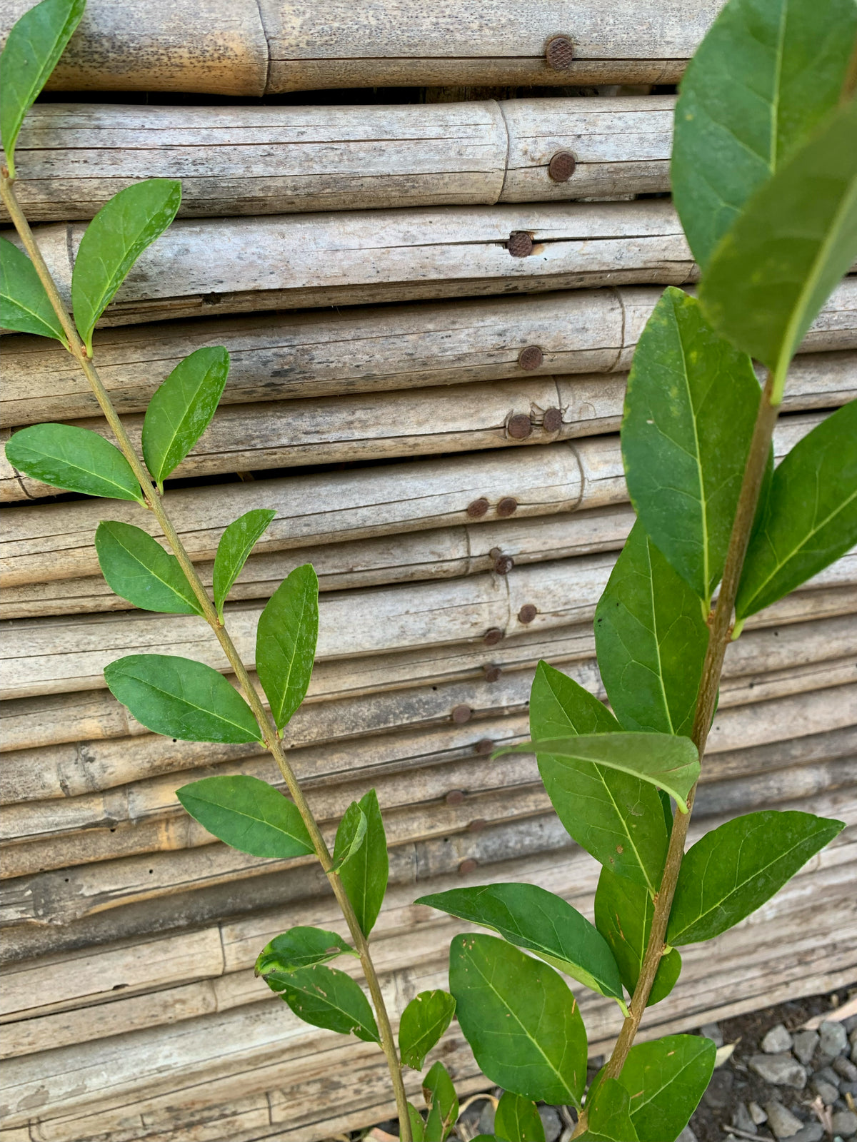 Ligustrina Verde - Ligustrum sinense