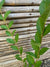 Ligustrina Verde - Ligustrum sinense