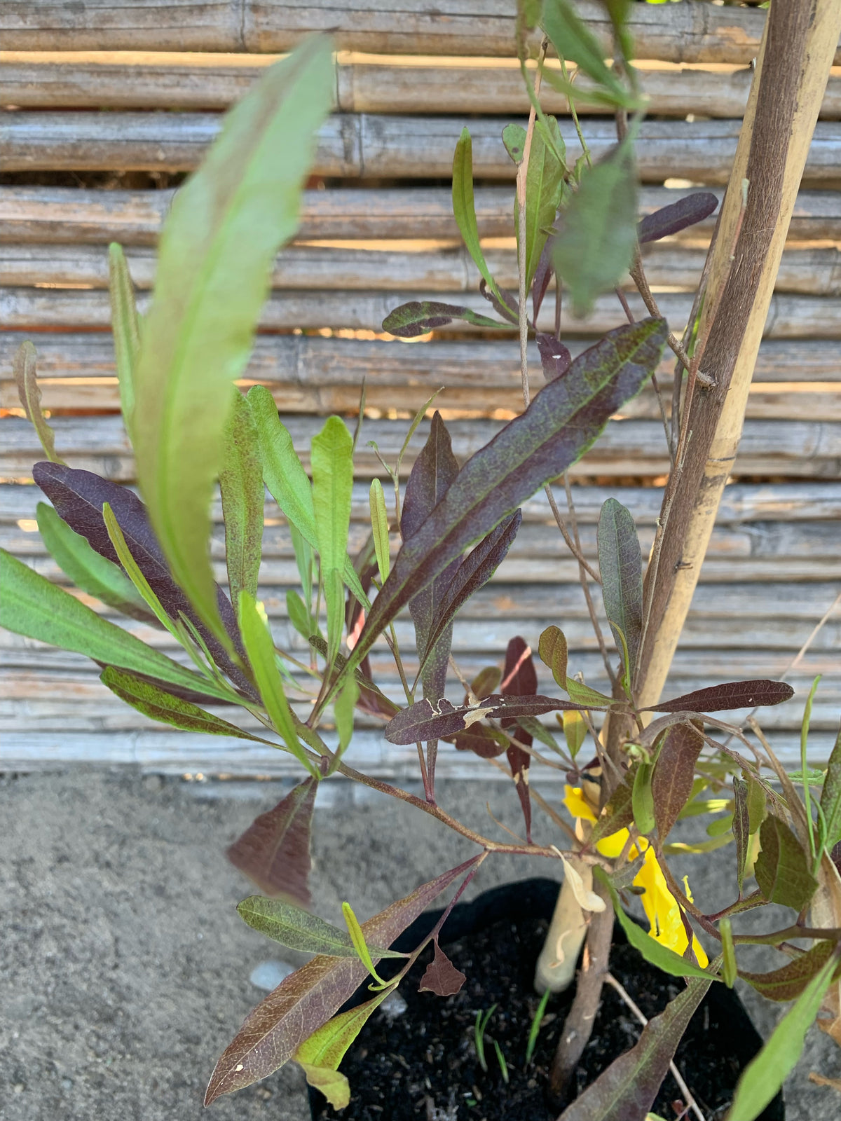 Stenocarpus Rojo - Stenocarpus Atropurpurea (1.2-1.5m)