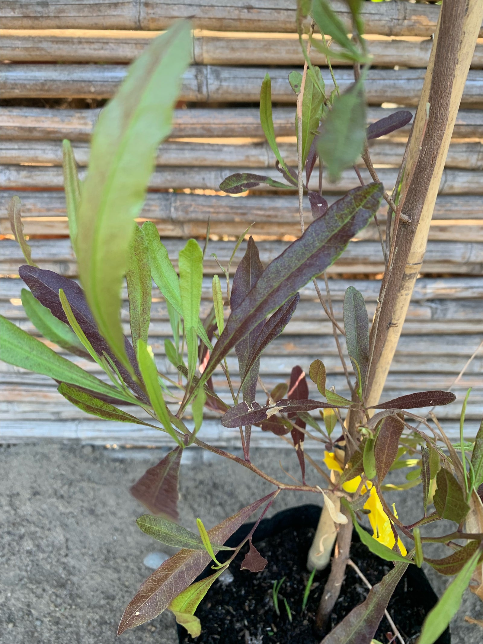Stenocarpus Rojo - Stenocarpus Atropurpurea (1.2-1.5m)