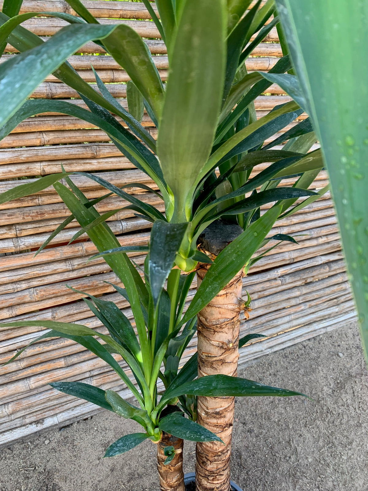 Yuca o Yucca (Pie alto) Doble (0.8-1.0m)