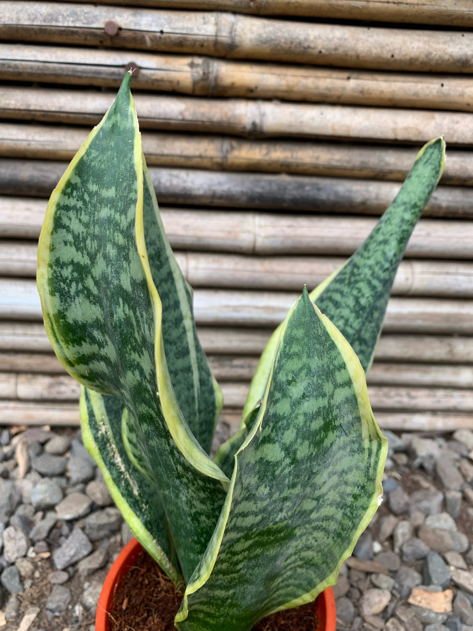 Sansevieria Enana