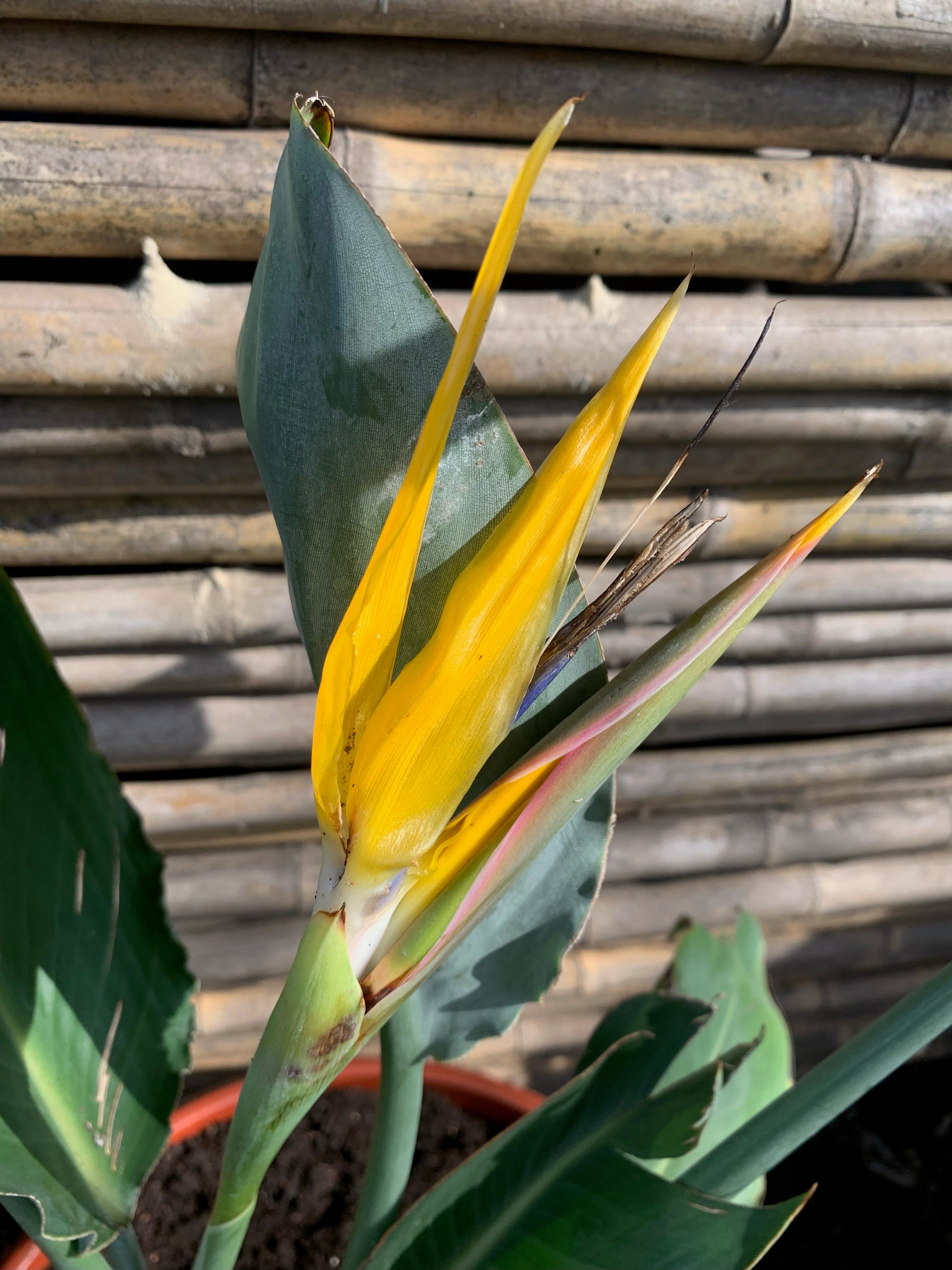 Ave del Paraíso - Strelitzia nicolai  (flor amarilla)
